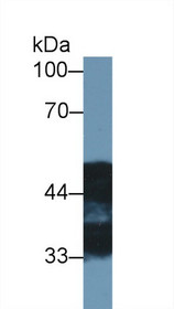 Western Blot; Sample: Rat Cerebrum lysate; Primary Ab: 1µg/ml Rabbit Anti-Rat NDRG2 Antibody Second Ab: 0.2µg/mL HRP-Linked Caprine Anti-Rabbit IgG Polyclonal Antibody