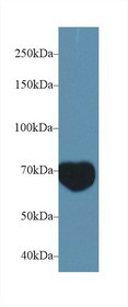 Western Blot; Sample: Mouse Serum; Primary Ab: 1µg/ml Rabbit Anti-Mouse MIB2 Antibody Second Ab: 0.2µg/mL HRP-Linked Caprine Anti-Rabbit IgG Polyclonal Antibody