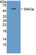 Western Blot; Sample: Recombinant LRRN1, Human.