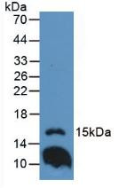 Western Blot; Sample: Mouse Lung Tissue.