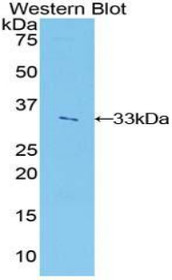 Western Blot; Sample: Recombinant protein.