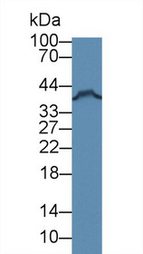 Western Blot; Sample: Human MCF7 cell lysate; Primary Ab: 3µg/ml Rabbit Anti-Mouse FKBPL Antibody Second Ab: 0.2µg/mL HRP-Linked Caprine Anti-Rabbit IgG Polyclonal Antibody