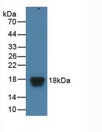 Western Blot; Sample: Recombinant EIF4EBP1, Human.