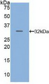 Western Blot; Sample: Recombinant CFLAR, Mouse.