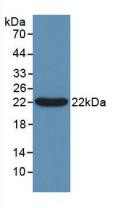Western Blot; Sample: Recombinant Bcl2L2, Human.
