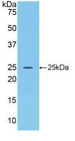 Western Blot; Sample: Recombinant FGF15, Rat.