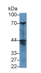 Western Blot; Sample: Human A549 cell lysate; Primary Ab: 1µg/ml Rabbit Anti-Human dNER Antibody Second Ab: 0.2µg/mL HRP-Linked Caprine Anti-Rabbit IgG Polyclonal Antibody