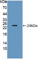 Western Blot; Sample: Recombinant GM2A, Human.