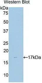 Western Blot; Sample: Recombinant protein.