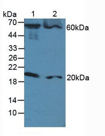 Western Blot; Lane1: Human Serum; Lane2: Mouse RAW 264.7 Cells.