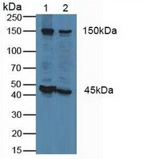 Western Blot; Sample: Lane1: Human Lung Tissue; Lane2: Porcine Kidney Tissue.
