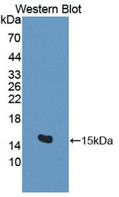 Western Blot; Sample: Recombinant protein.