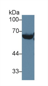 Western Blot; Sample: Mouse Serum; Primary Ab: 2µg/ml Rabbit Anti-Mouse LCAT Antibody Second Ab: 0.2µg/mL HRP-Linked Caprine Anti-Rabbit IgG Polyclonal Antibody