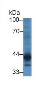 Western Blot; Sample: Human Hela cell lysate; Primary Ab: 1µg/ml Rabbit Anti-Mouse CRTAP Antibody Second Ab: 0.2µg/mL HRP-Linked Caprine Anti-Rabbit IgG Polyclonal Antibody