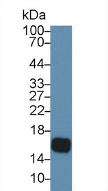Western Blot; Sample: Human Saliva; Primary Ab: 5µg/ml Rabbit Anti-Human CST5 Antibody Second Ab: 0.2µg/mL HRP-Linked Caprine Anti-Rabbit IgG Polyclonal Antibody
