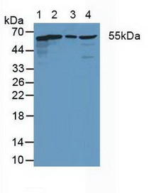 Western Blot; Sample: Lane1: Human Hela Cells; Lane2: Rat Heart Tissue; Lane3: Rat Intestine Tissue; Lane4: Rat Brain Tissue.