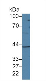 Western Blot; Sample: Rat Ovary lysate; Primary Ab: 2µg/ml Rabbit Anti-Human DHODH Antibody Second Ab: 0.2µg/mL HRP-Linked Caprine Anti-Rabbit IgG Polyclonal Antibody