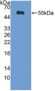 Western Blot; Sample: Recombinant DIAPH1, Human.