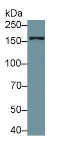 Western Blot; Sample: Recombinant protein.