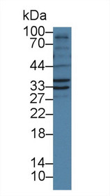 Western Blot; Sample: Porcine Liver lysate; Primary Ab: 1µg/ml Rabbit Anti-Human FSTL1 Antibody Second Ab: 0.2µg/mL HRP-Linked Caprine Anti-Rabbit IgG Polyclonal Antibody