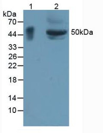 Western Blot; Sample: Lane1: Rat Large Intestine Tissue; Lane2: Mouse Small Intestine Tissue.