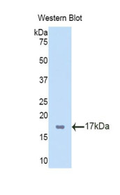 Western Blot; Sample: Recombinant TBX3, Mouse.