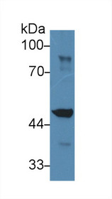 Western Blot; Sample: Mouse Liver lysate; Primary Ab: 2µg/ml Rabbit Anti-Mouse IDH1 Antibody Second Ab: 0.2µg/mL HRP-Linked Caprine Anti-Rabbit IgG Polyclonal Antibody