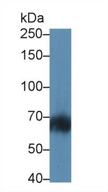 Western Blot; Sample: Mouse Lymph node lysate; Primary Ab: 5µg/ml Rabbit Anti-Human Lnk Antibody Second Ab: 0.2µg/mL HRP-Linked Caprine Anti-Rabbit IgG Polyclonal Antibody