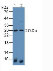 Western Blot; Sample: Lane1: Mouse Lung Tissue; Lane2: Human Hela Cells.
