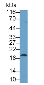 Western Blot; Sample: Recombinant protein.