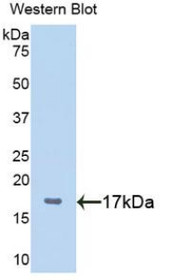 Western Blot; Sample: Recombinant protein.