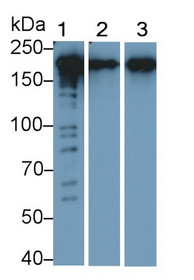 Western Blot; Sample: Recombinant protein.