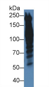 Western Blot; Sample: Human Hela cell lysate; Primary Ab: 5µg/ml Rabbit Anti-Human PPL Antibody Second Ab: 0.2µg/mL HRP-Linked Caprine Anti-Rabbit IgG Polyclonal Antibody