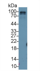 Western Blot; Sample: Rat Lung lysate; Primary Ab: 1µg/ml Rabbit Anti-Rat RALBP1 Antibody Second Ab: 0.2µg/mL HRP-Linked Caprine Anti-Rabbit IgG Polyclonal Antibody