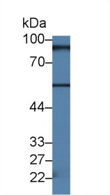 Western Blot; Sample: Mouse Lung lysate; Primary Ab: 2µg/ml Rabbit Anti-Human RALBP1 Antibody Second Ab: 0.2µg/mL HRP-Linked Caprine Anti-Rabbit IgG Polyclonal Antibody