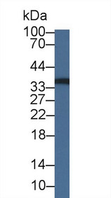 Western Blot; Sample: Mouse Lung lysate; Primary Ab: 1µg/ml Rabbit Anti-Mouse RCN2 Antibody Second Ab: 0.2µg/mL HRP-Linked Caprine Anti-Rabbit IgG Polyclonal Antibody