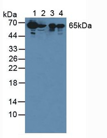 Western Blot; Sample: Lane1: Human Serum; Lane2: Human Jurkat Cells; Lane3: Human Urine; Lane4: Porcine Skin Tissue.