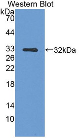 Western Blot; Sample: Recombinant protein.