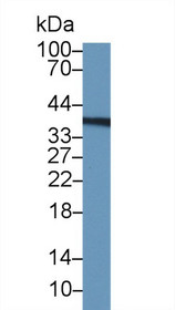 Western Blot; Sample: Human U2OS cell lysate; Primary Ab: 1µg/ml Rabbit Anti-Human TYMS Antibody Second Ab: 0.2µg/mL HRP-Linked Caprine Anti-Rabbit IgG Polyclonal Antibody