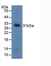 Western Blot; Sample: Recombinant UCHL1, Mouse.