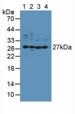 Western Blot; Sample: Lane1: Mouse Brain Tissue; Lane2: Porcine Brain Tissue; Lane3: Human U-87MG Cells; Lane4: Human A549 Cells.