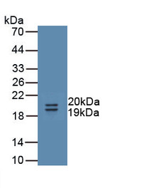 Western Blot; Sample: Recombinant protein.