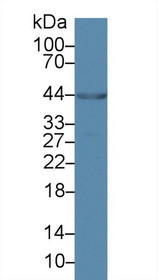 Western Blot; Sample: Porcine Heart lysate; Primary Ab: 2µg/ml Rabbit Anti-Human ANKRD1 Antibody Second Ab: 0.2µg/mL HRP-Linked Caprine Anti-Rabbit IgG Polyclonal Antibody