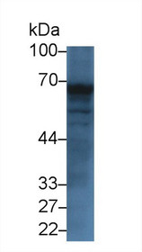 Western Blot; Sample: Mouse Small intestine lysate; Primary Ab: 3µg/ml Rabbit Anti-Human TREH Antibody Second Ab: 0.2µg/mL HRP-Linked Caprine Anti-Rabbit IgG Polyclonal Antibody