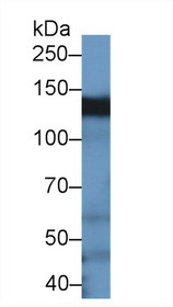 Western Blot; Sample: Rat Testis lysate; Primary Ab: 1µg/ml Rabbit Anti-Human BCAR1 Antibody Second Ab: 0.2µg/mL HRP-Linked Caprine Anti-Rabbit IgG Polyclonal Antibody