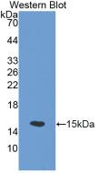 Western Blot; Sample: Recombinant protein.