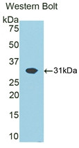 Western Blot; Sample: Recombinant protein.