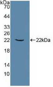 Western Blot; Sample: Recombinant ATP1a1, Human.