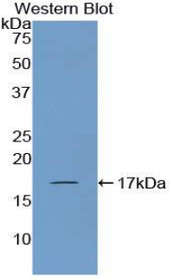 Western Blot; Sample: Recombinant protein.