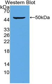 Western Blot; Sample: Recombinant protein.